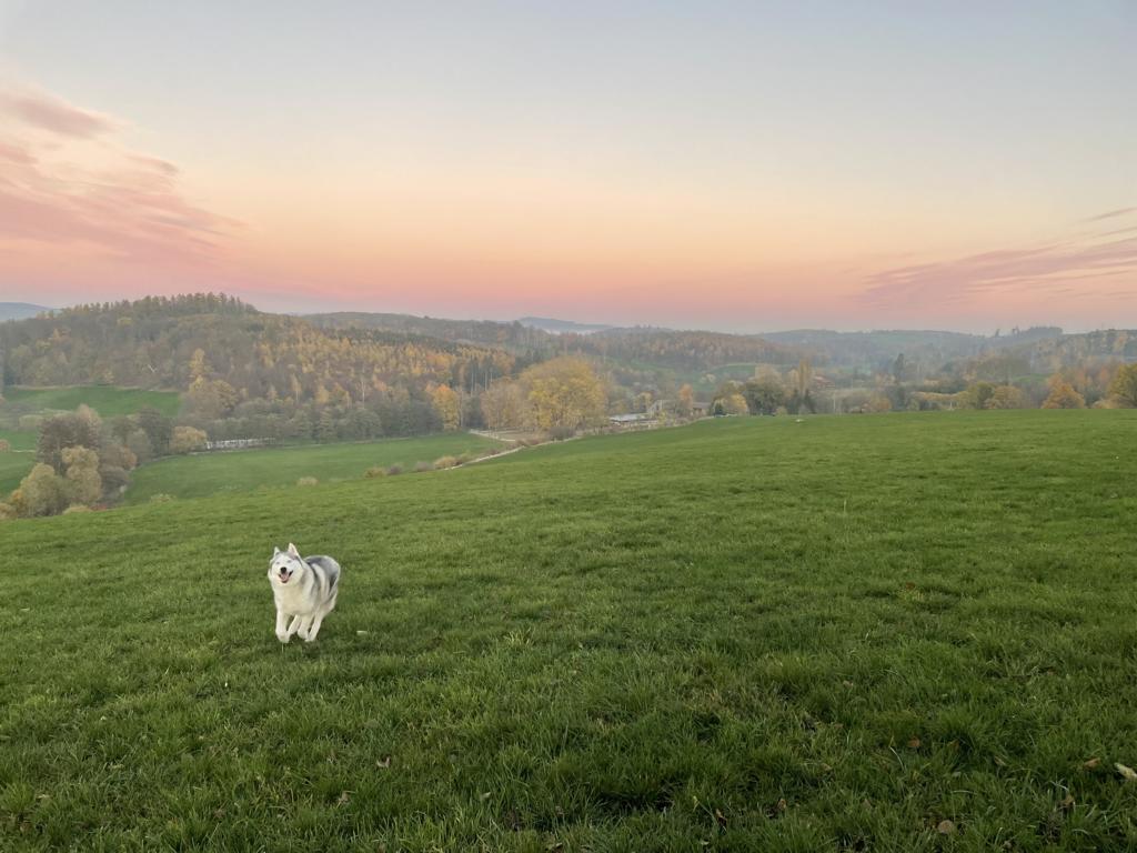 Ein Husky läuft bei Sonnenuntergang über die Wiesen bei Earls Lane mit Blick in den Harz