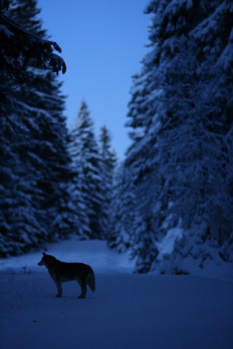 Husky im Schnee im Fichtenwald bei Nacht im Harz