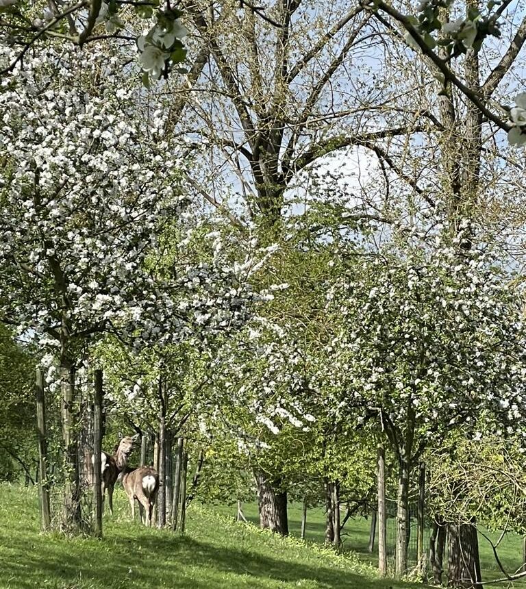 Streuobstwiese in voller Blüte mit Sikawild im Harz
