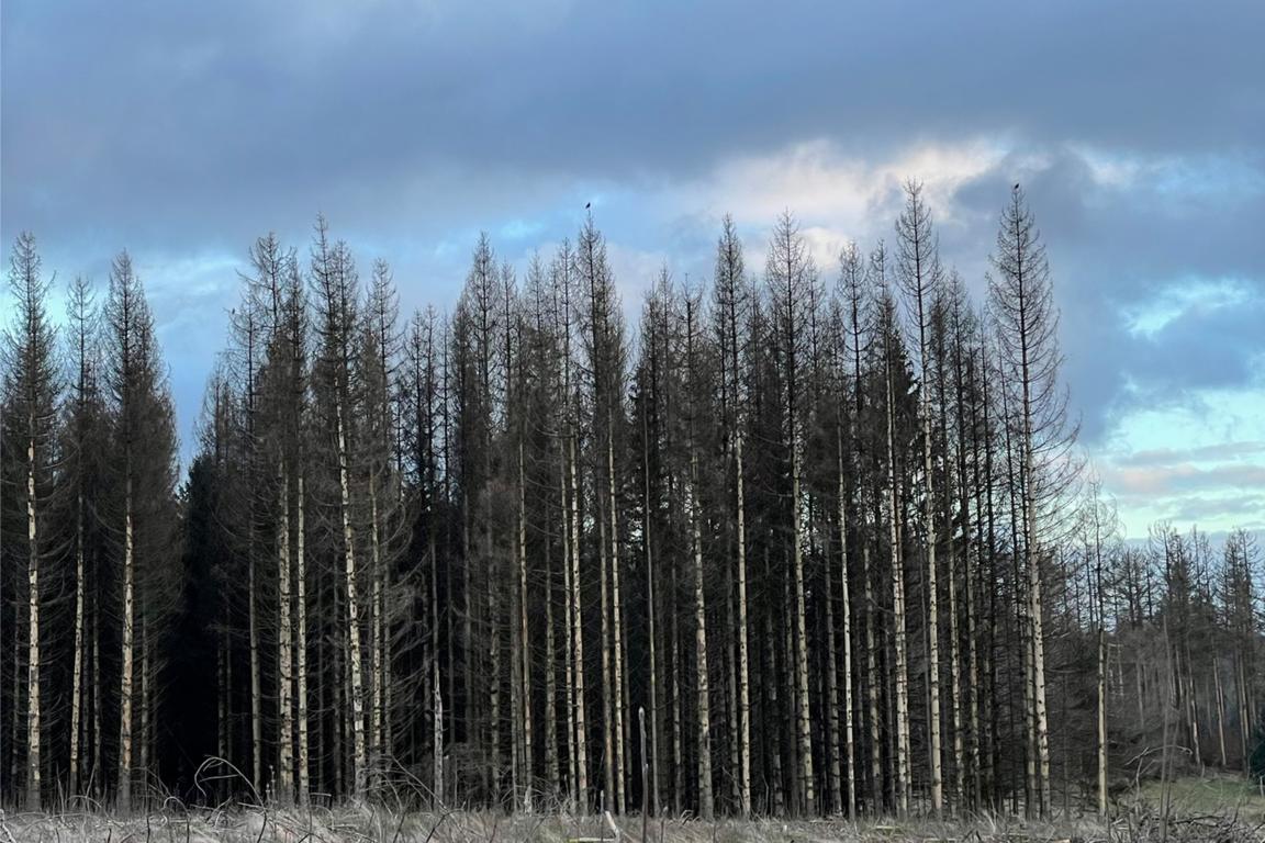 Abgestorbene Fichten durch Trockenheit und Borkenkäfer im Harz