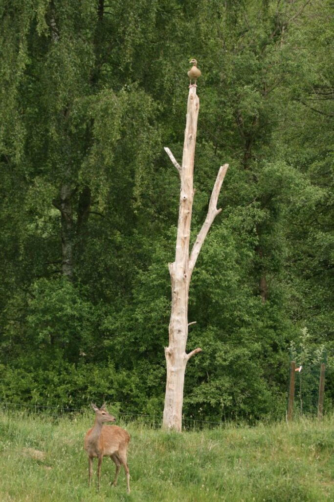 Nilgans sitzt auf einem Baumstumpf mit Sikawild im Wildgehege